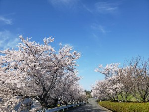 てんとう虫