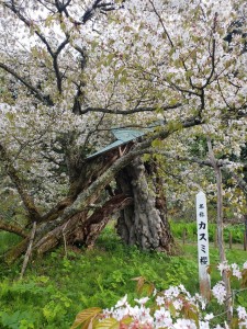 サクラと花火