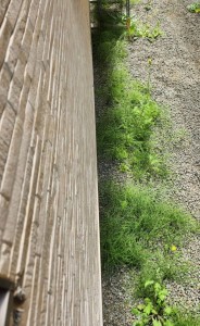 草むしりしました