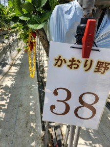 いちご狩り