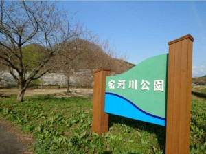 桜と鯉のぼりと焼肉と