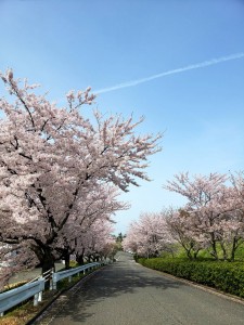 今年もお墓参りに