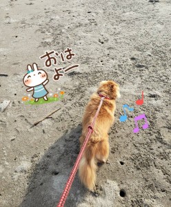 日曜日、朝の散歩