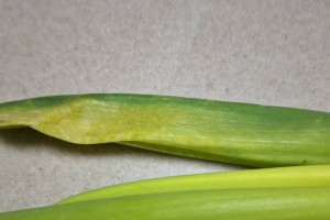 ネギ使い切る