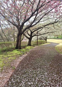 お花見再発見inにかほ