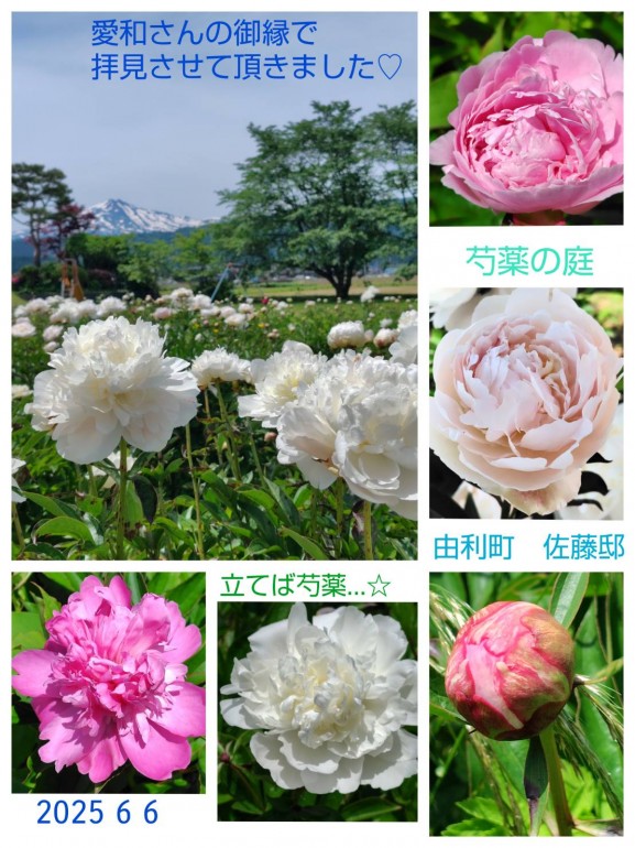 芍薬がたくさん咲いていました。