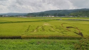 曲沢田んぼアート