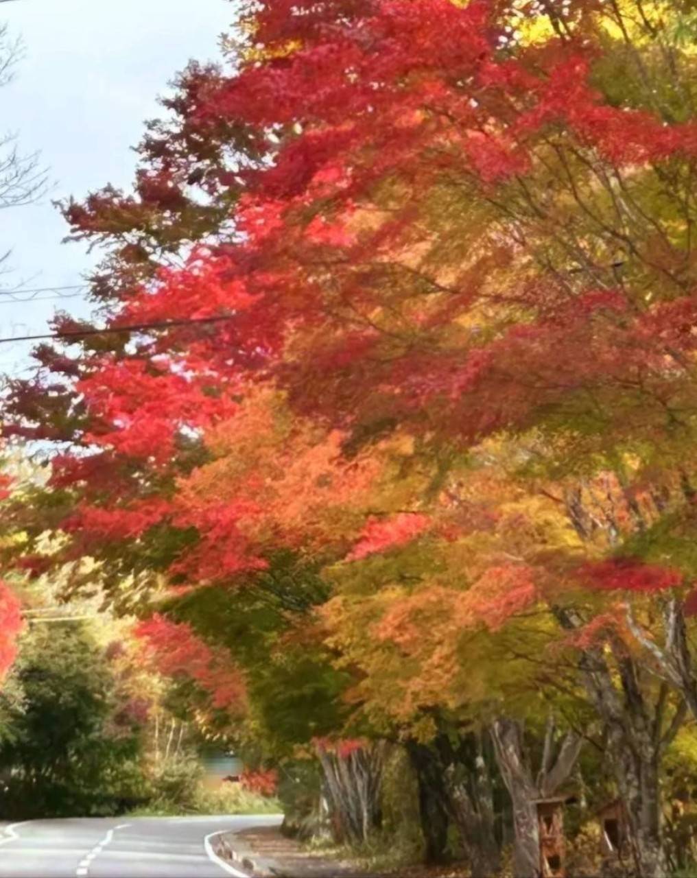 紅葉と新米と