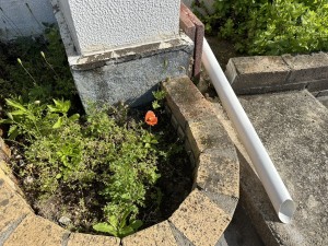 可憐な花「ナガミヒナゲシ」の実態