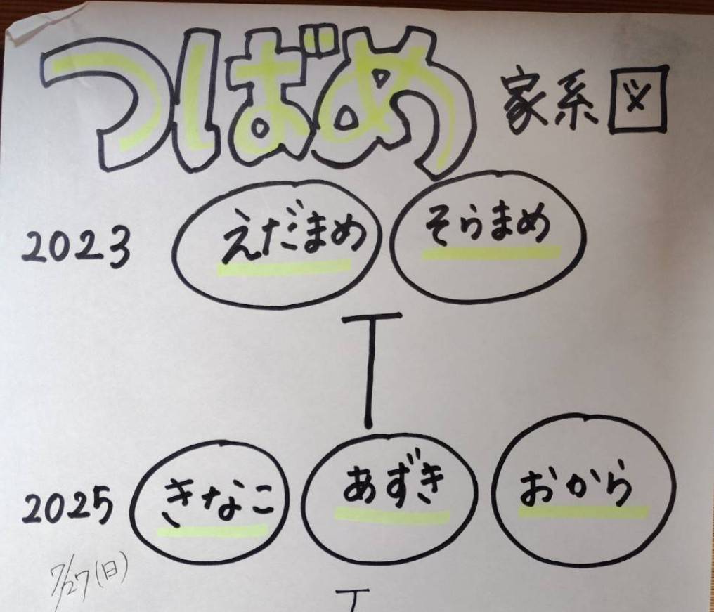 家系図